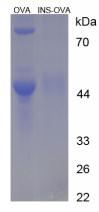 Figure 2. SDS-PAGE