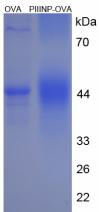 OVA Conjugated Human Procollagen III N-Terminal Propeptide (PIIINP)