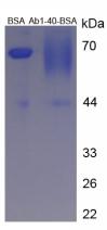 BSA Conjugated Mouse Amyloid Beta Peptide 1-40 (Ab1-40)
