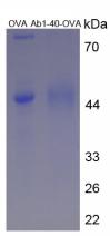 OVA Conjugated Rat Amyloid Beta Peptide 1-40 (Ab1-40)