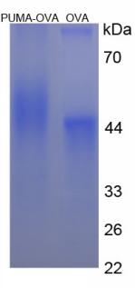 Figure 3. SDS-PAGE