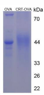 Figure 3. SDS-PAGE