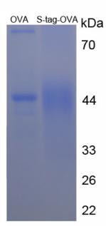Figure 2. SDS-PAGE