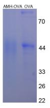 Figure 2. SDS-PAGE
