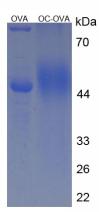 Figure 2. SDS-PAGE