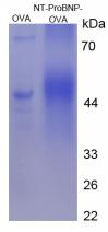 OVA Conjugated Mouse N-Terminal Pro-Brain Natriuretic Peptide (NT-ProBNP)