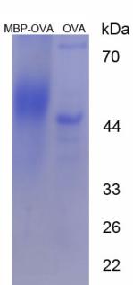 Figure 3. SDS-PAGE