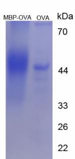 Figure 2. SDS-PAGE