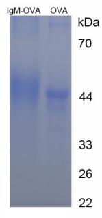 Figure 3. SDS-PAGE