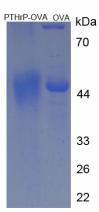 Figure 2. SDS-PAGE
