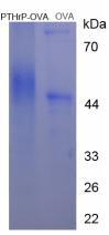 Figure 2. SDS-PAGE
