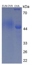 Figure 2. SDS-PAGE