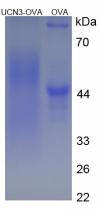 OVA Conjugated Rat Urocortin 3 (UCN3)