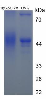 Figure 3. SDS-PAGE