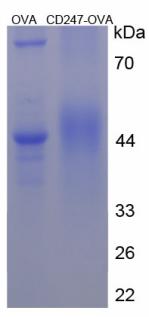 Figure 2. SDS-PAGE
