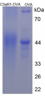 Figure 3. SDS-PAGE
