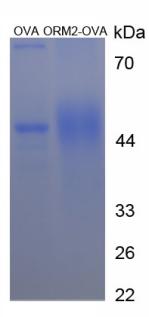 Figure 2. SDS-PAGE
