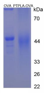 Figure 3. SDS-PAGE