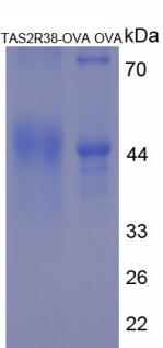 Figure 3. SDS-PAGE