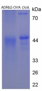 Figure 3. SDS-PAGE
