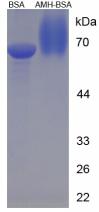 BSA Conjugated Zebrafish Anti-Mullerian Hormone (AMH)