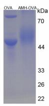 OVA Conjugated Zebrafish Anti-Mullerian Hormone (AMH)