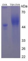 OVA Conjugated Human Thyroid Stimulating Hormone (TSH)