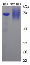BSA Conjugated Human Cross Linked N-Telopeptide Of Type I Collagen (NTXI)