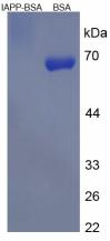 BSA Conjugated Rat Amylin