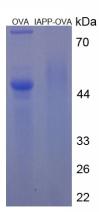 OVA Conjugated Rat Amylin