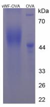 OVA Conjugated Mouse Von Willebrand Factor (vWF)