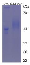 Figure 2. SDS-PAGE