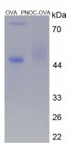 OVA Conjugated Mouse Pronociceptin (PNOC)