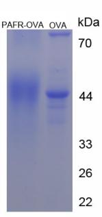 Figure 2. SDS-PAGE