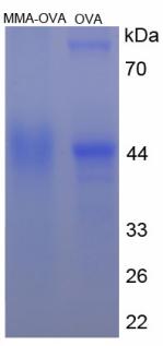 Figure 2. SDS-PAGE
