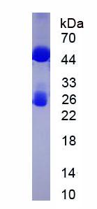 Figure 1. SDS-PAGE