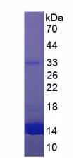 Figure 1. SDS-PAGE