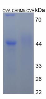 Figure 3. SDS-PAGE