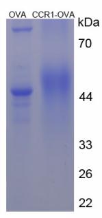 Figure 3. SDS-PAGE