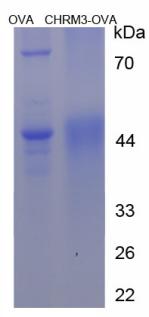 Figure 3. SDS-PAGE