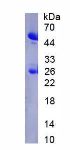 Figure 1. SDS-PAGE