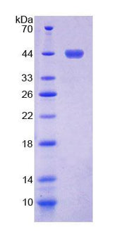 Figure 1. SDS-PAGE