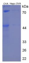 Figure 3. SDS-PAGE