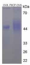OVA Conjugated Bovine Procollagen II C-Terminal Propeptide (PIICP)