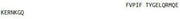 OVA Conjugated Motilin (MTL), RPU50231