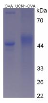 OVA Conjugated Rat Urocortin (UCN)