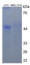 Figure 2. SDS-PAGE