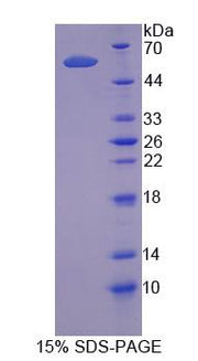 Figure 1. SDS-PAGE