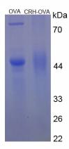 OVA Conjugated Mouse Corticotropin Releasing Factor (CRF)