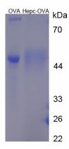 Figure 2. SDS-PAGE